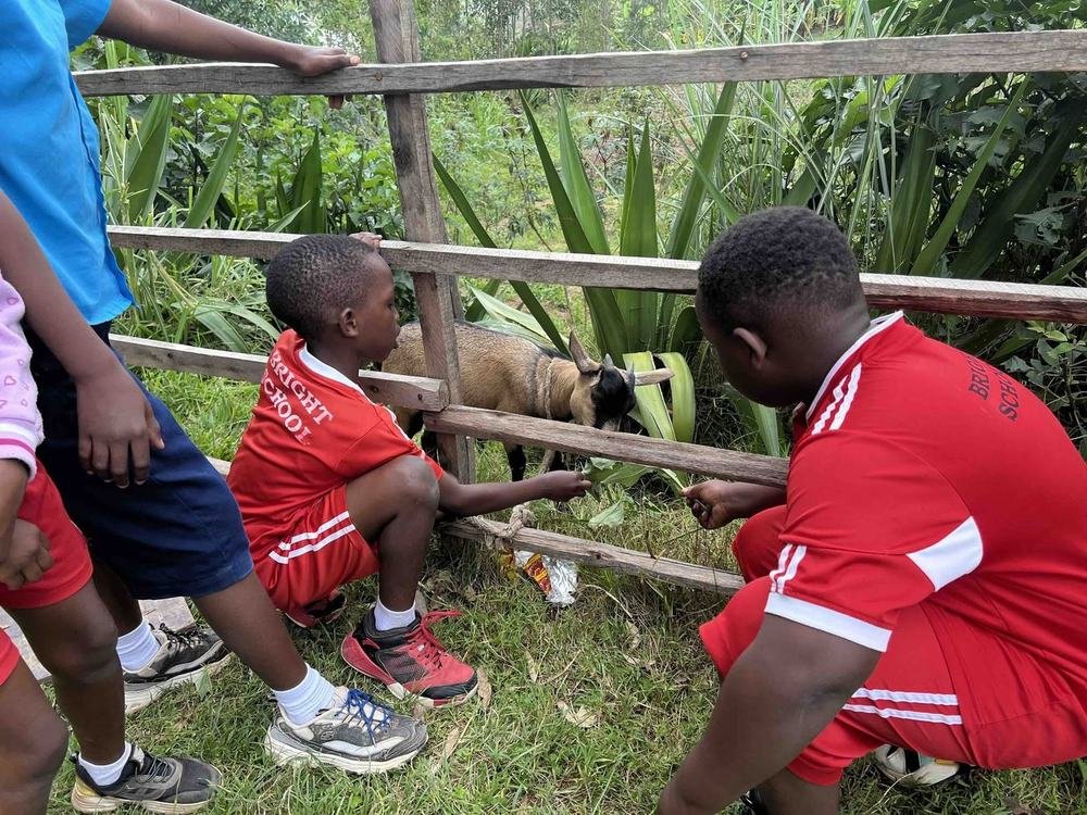 Bright School students in red jerseys feeding a goat by a fence